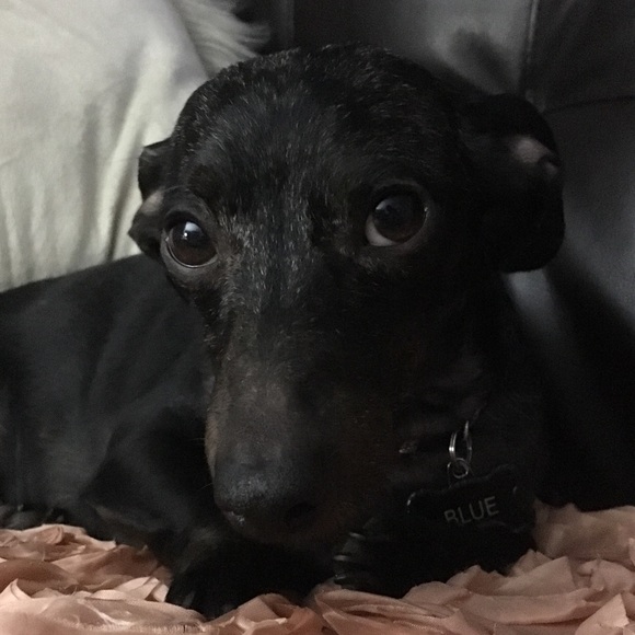 Smoke free🚭 pet friendly🐶 home - Picture 5 of 8